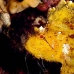 scorpionfish_leaf_db_v_0705_png2200.jpg